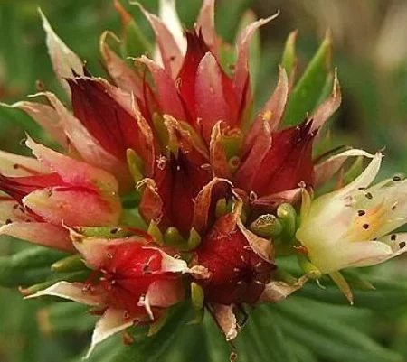 Ens Tibetan Rhodiola (Rhodiola Sacra) (The Arcanum)