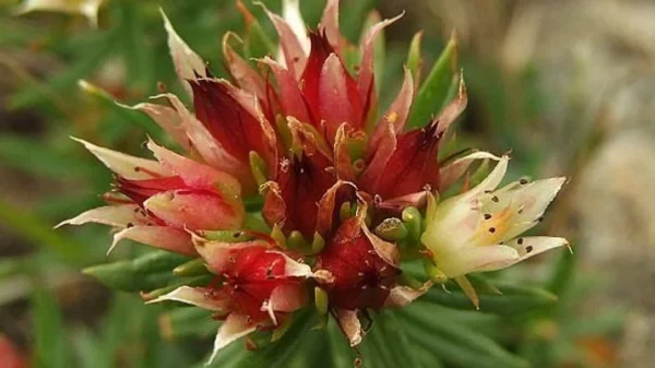 Ens Tibetan Rhodiola (Rhodiola Sacra) (The Arcanum)