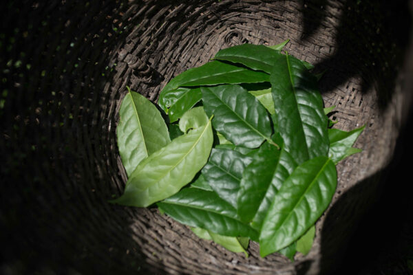 Ilex guayusa spagyric