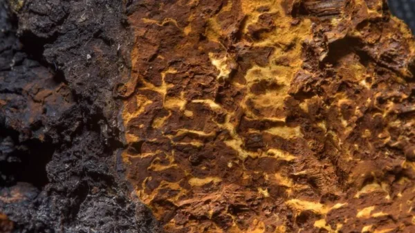 Quintessence of Chaga (The Arcanum)