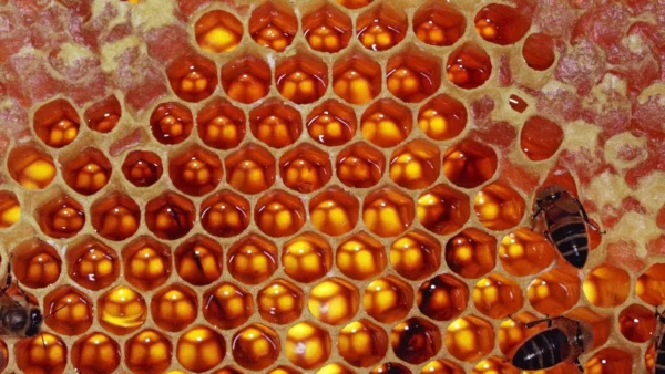 Quintessence of Honey (The Arcanum)