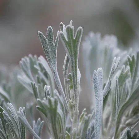 Shasta Sagebrush Quintessence (The Arcanum)