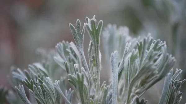 Shasta Sagebrush Quintessence (The Arcanum)