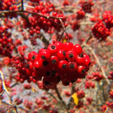 Quintessence of Hawthorn Berry (The Arcanum)