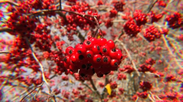 Quintessence of Hawthorn Berry (The Arcanum)