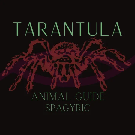 Tarantula Animal Guide Spagyric (Materia Artium Labs)