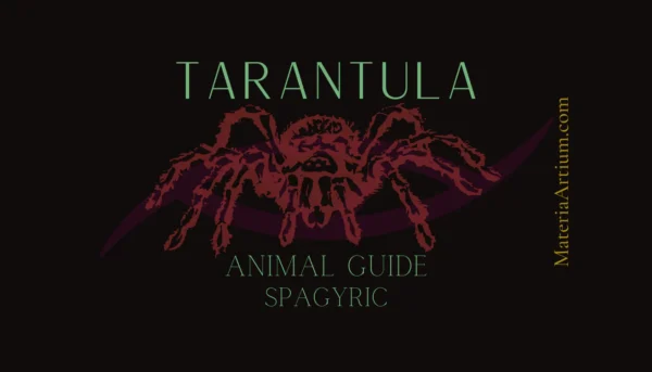 Tarantula Animal Guide Spagyric (Materia Artium Labs)